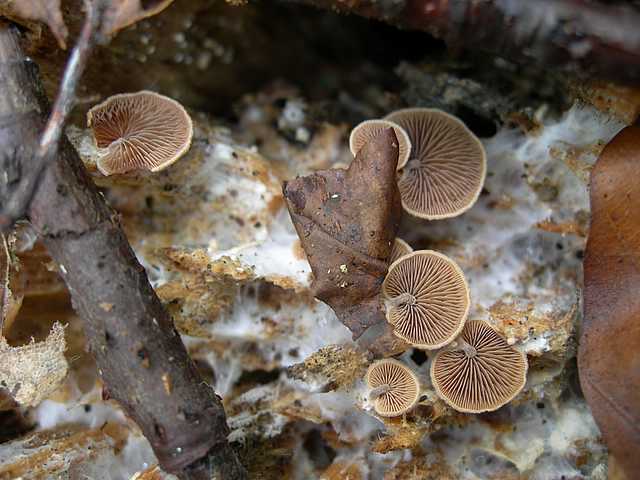 Una peziza nel sacco e altre specie primaverili